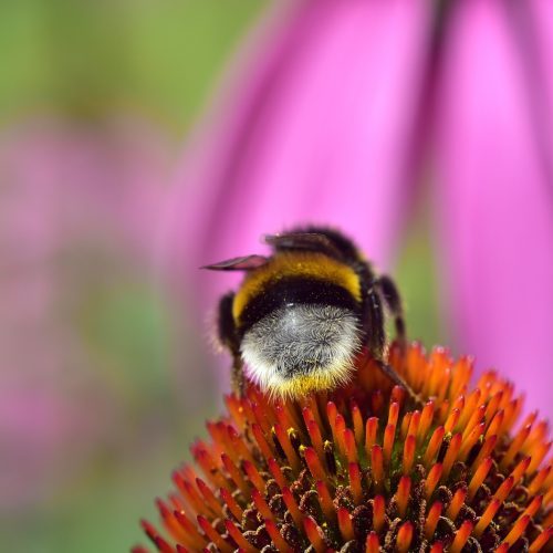 HUMLAN LYFTER TROTS TUNG KROPP